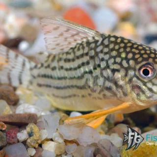 Sterbas Panzerwels (Corydoras sterbai)