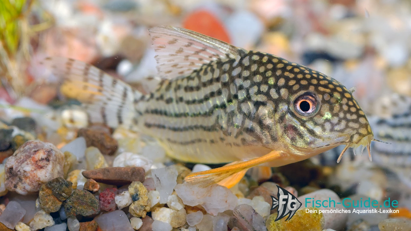 Sterbas Panzerwels (Corydoras sterbai)
